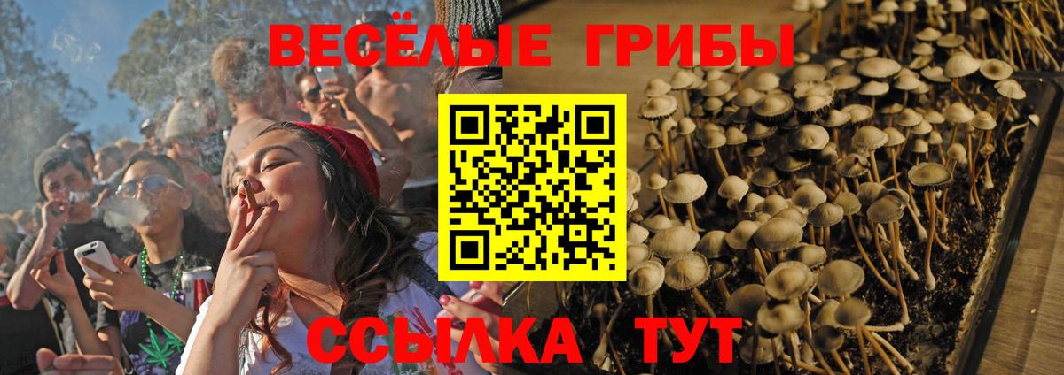 Псилоцибиновые грибы Psilocybine cubensis Ейск